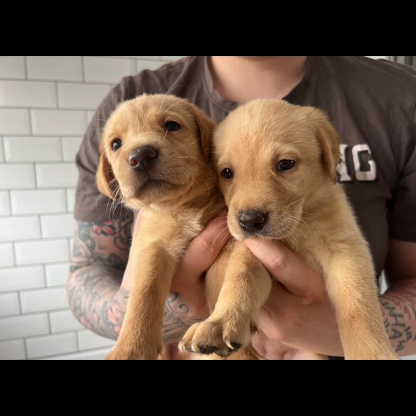 Labrador Retriever