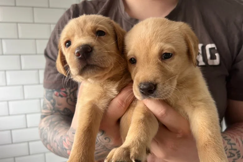 Labrador Retriever