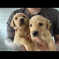 Labrador Retriever