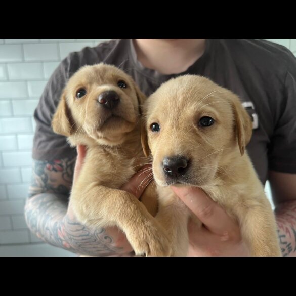 Labrador Retriever