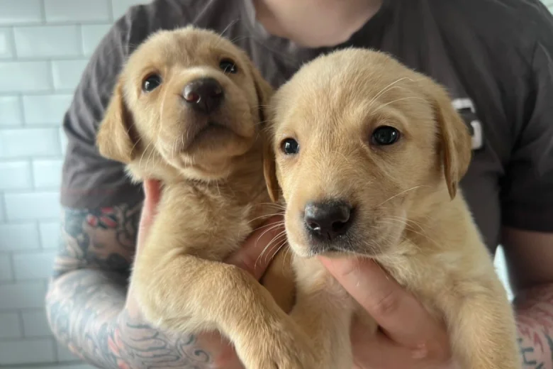 Labrador Retriever