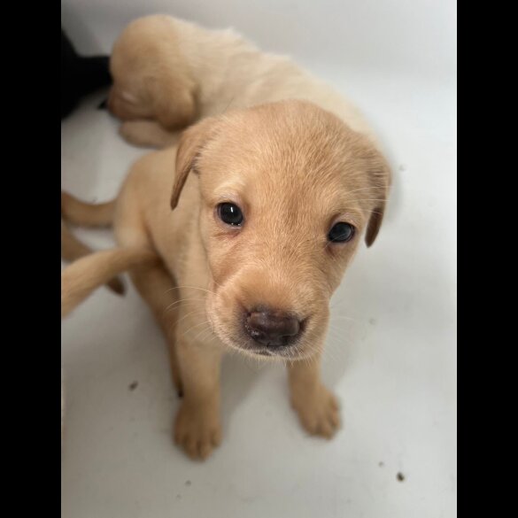 Labrador Retriever