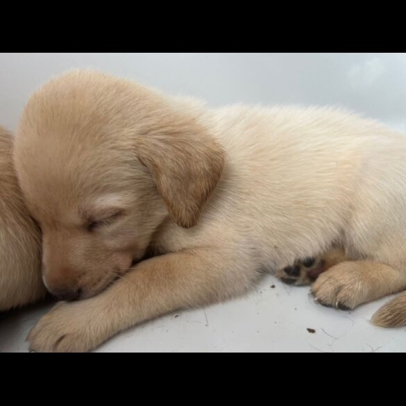 Labrador Retriever