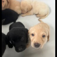 Labrador Retriever