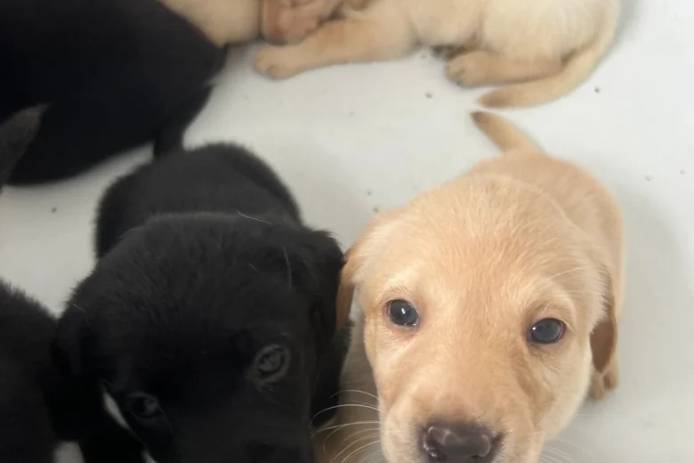 Labrador Retriever