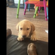 Labrador Retriever