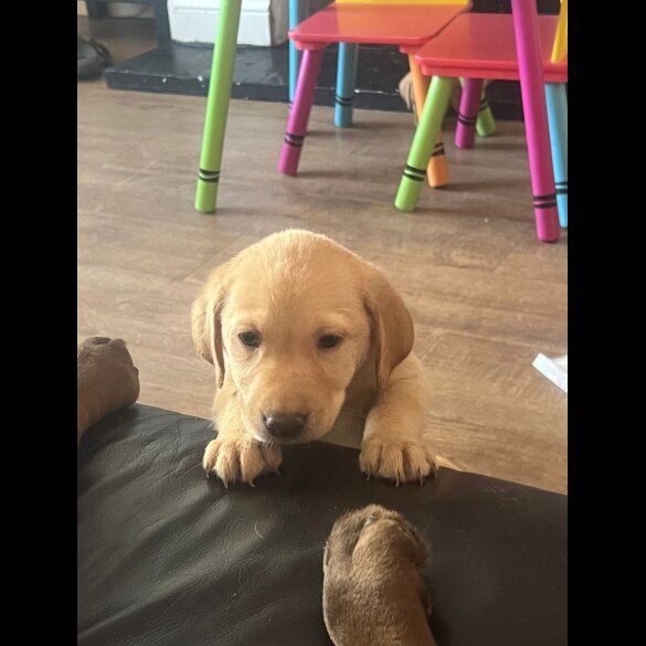 Labrador Retriever