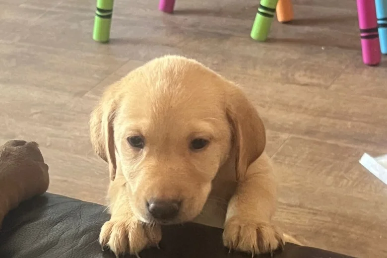 Labrador Retriever
