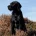 Pointer