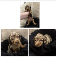 Dachshund (Miniature Long Haired)