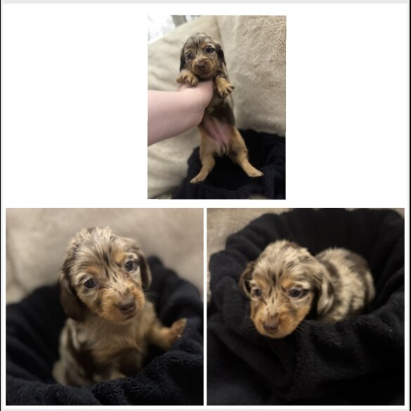 Dachshund (Miniature Long Haired)