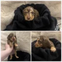 Dachshund (Miniature Long Haired)