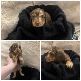 Dachshund (Miniature Long Haired)