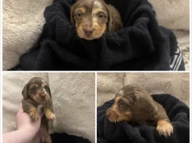 Dachshund (Miniature Long Haired)