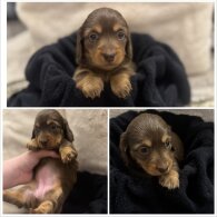 Dachshund (Miniature Long Haired)