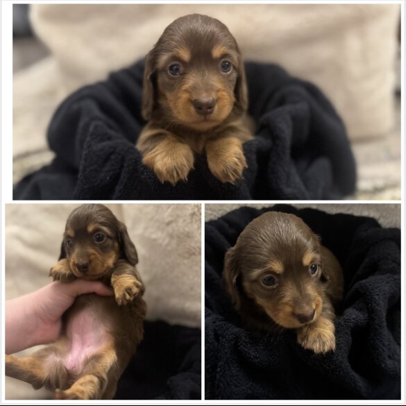 Dachshund (Miniature Long Haired)