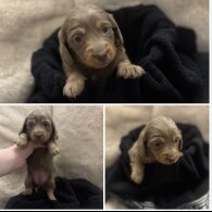 Dachshund (Miniature Long Haired)