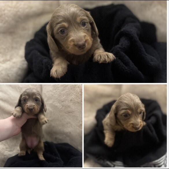 Dachshund (Miniature Long Haired)