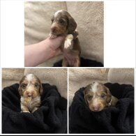 Dachshund (Miniature Long Haired)