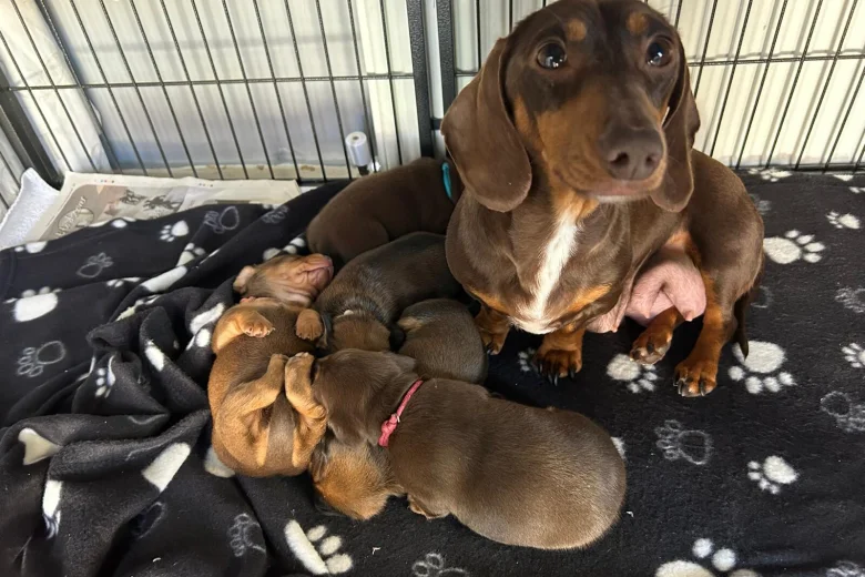 Dachshund (Miniature Smooth Haired)