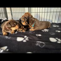 Dachshund (Miniature Long Haired)