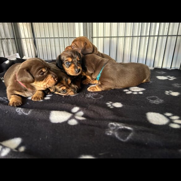 Dachshund (Miniature Long Haired)