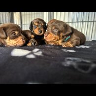 Dachshund (Miniature Long Haired)