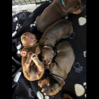 Dachshund (Miniature Long Haired)