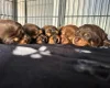 Dachshund (Miniature Smooth Haired)