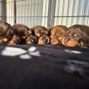 Dachshund (Miniature Long Haired)