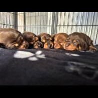 Dachshund (Miniature Long Haired)