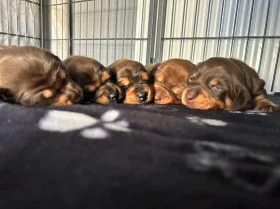 Dachshund (Miniature Long Haired)