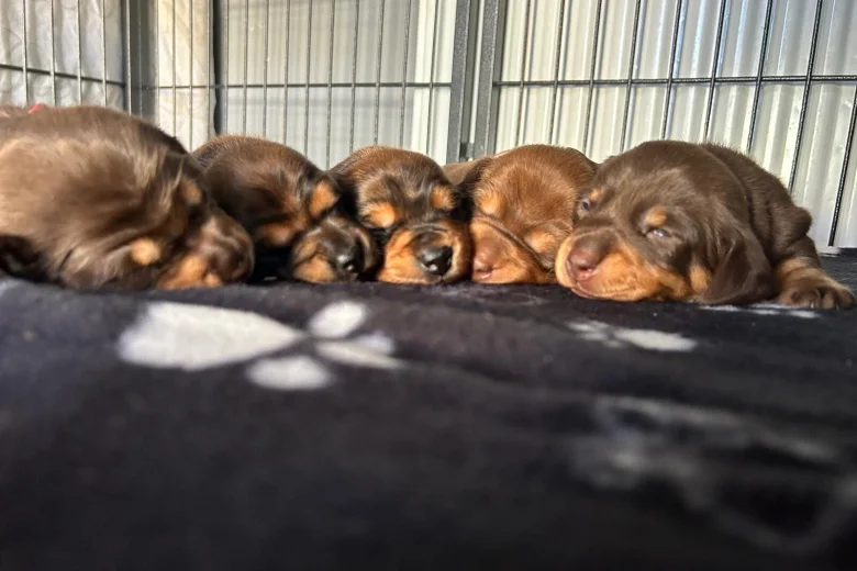 Dachshund (Miniature Smooth Haired)