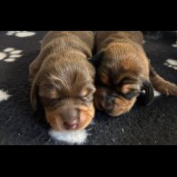 Dachshund (Miniature Long Haired)
