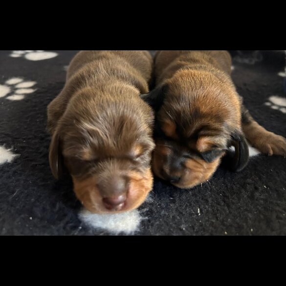 Dachshund (Miniature Long Haired)