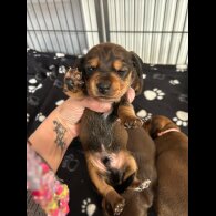 Dachshund (Miniature Long Haired)