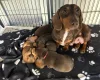 Dachshund (Miniature Smooth Haired)