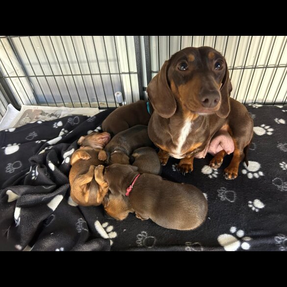 Dachshund (Miniature Long Haired)