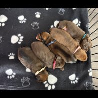 Dachshund (Miniature Long Haired)