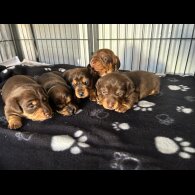 Dachshund (Miniature Long Haired)