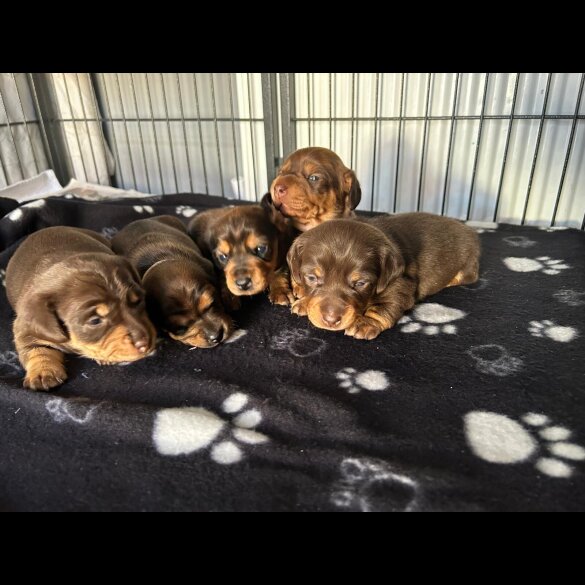 Dachshund (Miniature Long Haired)