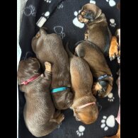 Dachshund (Miniature Long Haired)