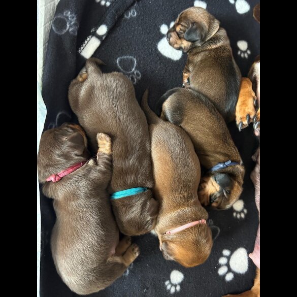 Dachshund (Miniature Long Haired)