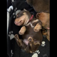 Dachshund (Miniature Long Haired)