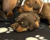 Dachshund (Miniature Smooth Haired)