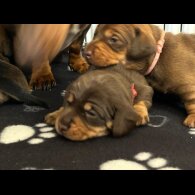 Dachshund (Miniature Long Haired)