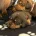Dachshund (Miniature Long Haired)