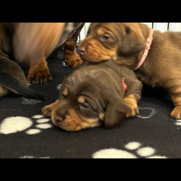 Dachshund (Miniature Long Haired)