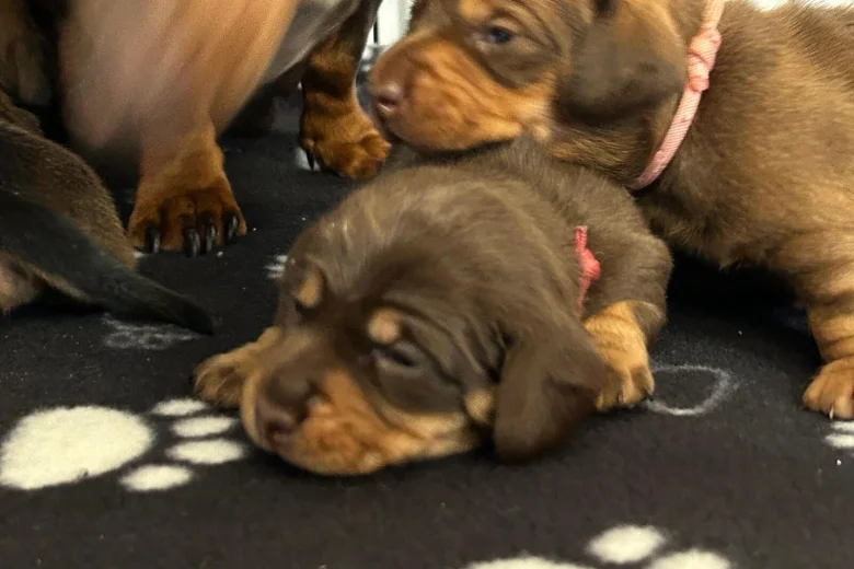 Dachshund (Miniature Smooth Haired)