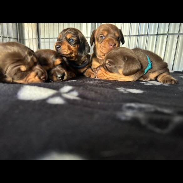 Dachshund (Miniature Long Haired)